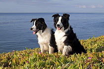 Two Border collies sitting amongst ice plants on cliff overlooking Pacific Ocean, Southern California, USA