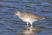 Willet (Tringa semipalmatus) with a crab in its beak, in shallow water, Tampa Bay, Florida, USA
