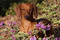 Smooth haired standard Dachshund by purple garden flowers, Sarasota, Florida, USA