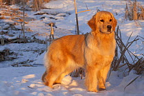 Female Golden retriever standing in snow at edge of cattail marsh, late afternoon, Wisconsin, USA