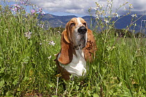 Basset hound amogst wild phlox flowers and grass, Southern California, USA