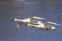 Trumpeter swans (Cygnus buccinator) in flight over Mississippi River, Minnesota, USA