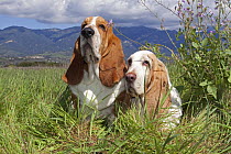 Pair of Basset hounds in high grass, with wild phlox, Southern California, USA