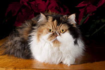 Persian cat, traditional dollface type, on table, Illinois, USA