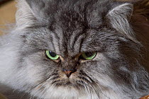 Close-up of Persian cat face, doll-face type, North Illinois, USA