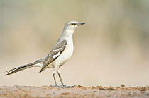 Northern mockingbird (Mimus polyglottos) profile, Santa Clara Ranch, Rio Grande Valley, Texas, USA