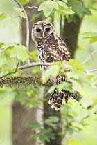 Barred owl (Strix varia) in tree, near Vacherie, Louisiana, USA
