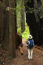 Hiker in Coastal / Giant redwood (Sequoia sempervirens) forest, Prairie Creek State Park, California, USA, June 2009, model released