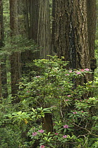 Coast / California rhododendron (Rhododendron macrophyllum) growing in Giant / Coastal redwood (Sequoia sempervirens) forest, Prairie Creek State Park, California, USA