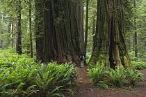 Hiker in Coastal / Giant redwood (Sequoia sempervirens) forest, Simpson-Reed Grove, Jedediah Smith State Park, California, USA, June 2009, model released