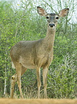 White tailed deer (Odocoileus virginianus) portrait, Santa Clara Ranch, Rio Grande Valley, Texas, USA