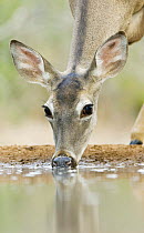 White tailed deer (Odocoileus virginianus) drinking, Santa Clara Ranch, Rio Grande Valley, Texas, USA