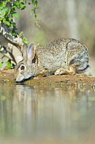 Desert cottontail rabbit (Sylvilagus audubonii) drinking, Santa Clara Ranch, Rio Grande Valley, Texas, USA