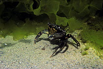 Common shore / Green Crab (Carcinus maenas) in defensive posture, New England, North Atlantic Ocean, USA