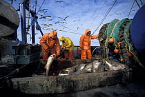Fishermen sorting Atlantic cod (Gadus morhua) with birds flying around fishing trawler, North Atlantic Ocean, New England USA Model released.