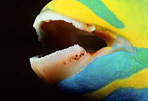 Close-up of Queen parrotfish (Scarus vetula) mouth, Bahamas, Caribbean Sea