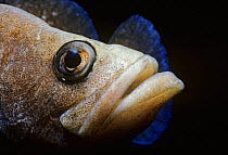 Greater soapfish (Rypticus saponaceus) close-up of face, Bahamas, Caribbean Sea