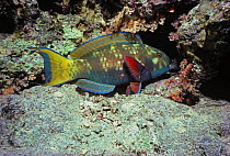 Male Steepheaded parrotfish (Scarus gibbus) in its intial phase, sleeping in protective mucus membrane at night, Red Sea