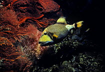 Giant / Titan triggerfish (Balistoides viridescens) swimming past coral, Red Sea