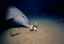 Bottlenose dolphin (Tursiops truncatus) playing with Common reef octopus (Octopus cyanea) on seabed, Red Sea, Nuweiba, Egypt