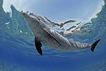 Bottlenose dolphin (Tursiops truncatus) swimming at surface, Red Sea, Nuweiba, Egypt