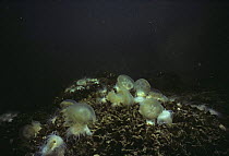 Colony of Anemones (Aiptasia pulchella) feeding on dead Mastigias jellyfish (Mastigias sp.) Palau's Jellyfish Salt Lake, Palau Islands, Micronesia