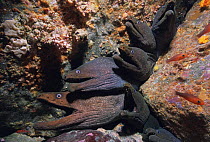 Fine-spotted moray eels (Gymnothorax dovii) living in coral cracks, with continuously open mouths to breath, Malpelo Island, Colombia, Pacific Ocean