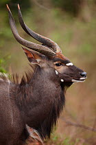 Nyala bull {Tragelaphus angasi} Kruger National Park, South Africa