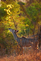 Nyala {Tragelaphus angasi} female feeding on vegetation, Kruger National Park, South africa
