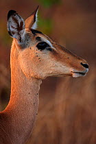Impala (Aepyceros melampus) female with several Ticks (Acari) on her face and neck, Kruger National Park, South Africa