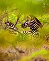 Common zebra (Equus quagga) in the bush, Kruger National Park, South Africa