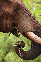 Close up of African elephant (Loxodonta africana) head and tusks feeding in the bush, Kruger National Park, South Africa