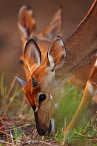 Young male Nyala (Tragelaphus angasi) grazing in the bush, Kruger National Park, South Africa