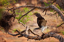 Juvenile Martial eagle (Polemaetus bellicosus) feeding on monkey carrion in tree, Kruger National Park, South Africa