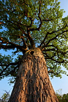 Baobab tree (Adansonia sp) Kruger National Park, South Africa