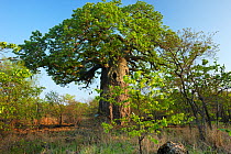 Baobab tree (Adansonia sp) in bush habitat, Kruger National Park, South Africa