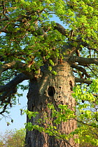 Baobab tree (Adansonia sp) with holes in the upper trunk, Kruger National Park, South Africa