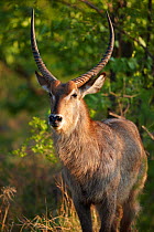 Waterbuck (Kobus ellipsiprymnus) male in the bush, Kruger National park, South Africa