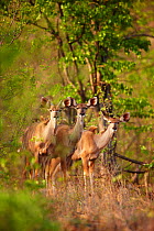 Three female Greater kudu (Tragelaphus strepsiceros) watching from in the bush, Kruger National Park, South Africa