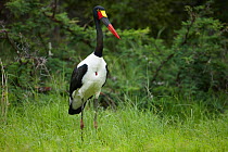 Saddle-Billed stork (Ephippiorhynchus senegalensis) in the bush, Kruger National Park, South Africa