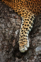 Details of paw of Leopard (Panthera pardus) resting in tree, Kruger National Park, South Africa