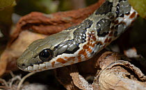 Rhombic skaapsteker snake (Psammophylax rhombeatus) close-up of head, De Hoop Nature reserve, Western Cape, South Africa