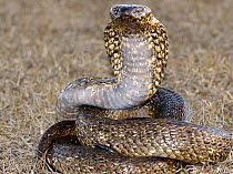 Male Cape cobra snake (Naja nivea) dark speckled variety, De Hoop Nature reserve, Western Cape, South Africa