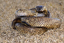 Male Cape cobra snake (Naja nivea) curled up, dark speckled variety, De Hoop Nature reserve, Western Cape, South Africa