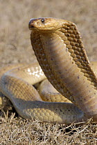 Male Cape cobra snake (naja nivea) hooding, De Hoop Nature reserve, Western Cape, South Africa