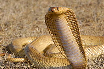 Male Cape cobra snake (Naja nivea) hooding, De Hoop Nature reserve, Western Cape, South Africa