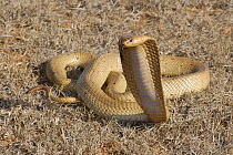 Male Cape cobra snake (Naja nivea) hooding, De Hoop Nature reserve, Western Cape, South Africa
