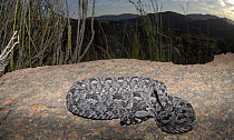 Male Red adder snake (Bitis rubida) on rock, Swartberg Mountains, Little Karoo, South Africa