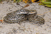 Male Rhombic Skaapsteker snake (Psammophylax rhombeatus) on sand, De Hoop Nature Reserve, Western Cape, South Africa