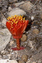 April fool plant (Haemanthus coccineus) in flower, De Hoop Nature reserve, Western Cape, South Africa